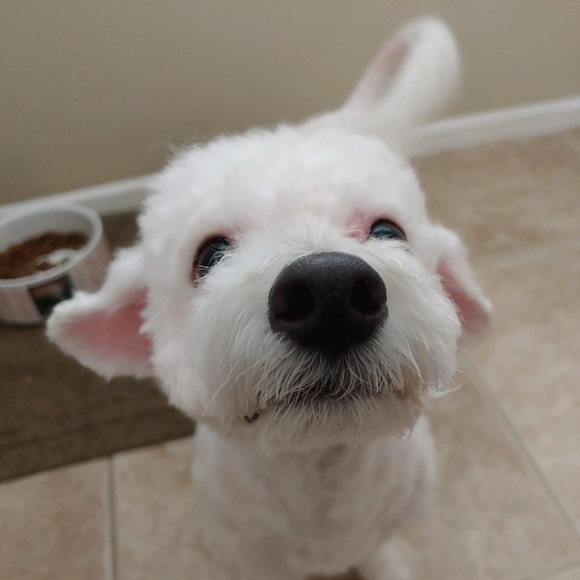 Meet your Posher, Nicole - Picture 2 of 2